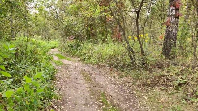 Осень. Подмосковье. Прогулка по СНТ и лесной дороге - 1 смотреть онлайн