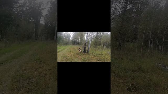Грибы смотреть онлайн