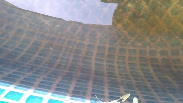 Выращивание личинки карпа. 8-й день. смотреть онлайн