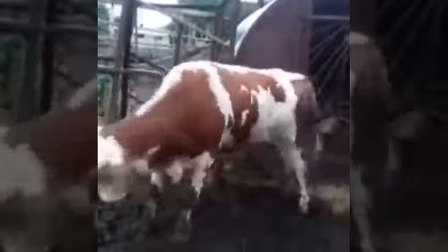Бык который танцует лучше чем Вы смотреть онлайн
