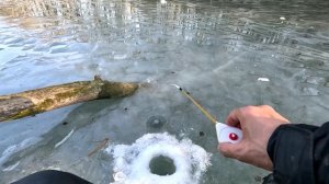 ВОТ ЭТО ТРОФЕИ. Рыбалка по последнему льду. #рыбалка #трофей #зимняя #квадроцикл