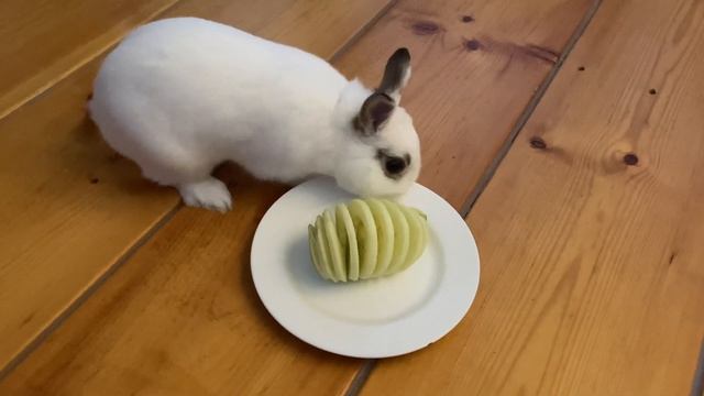 Cute white bunny eating apple смотреть онлайн