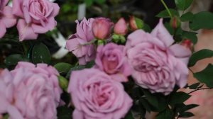 Роза флорибунда Лав Сонг  Love Song