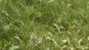 футаж трава