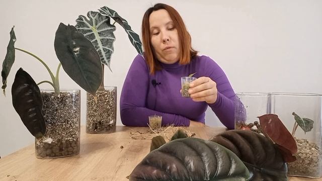 Алоказия КУПРЕЯ Красный Секрет. ПЕРЕСАДКА. Моя коллекция алоказий.