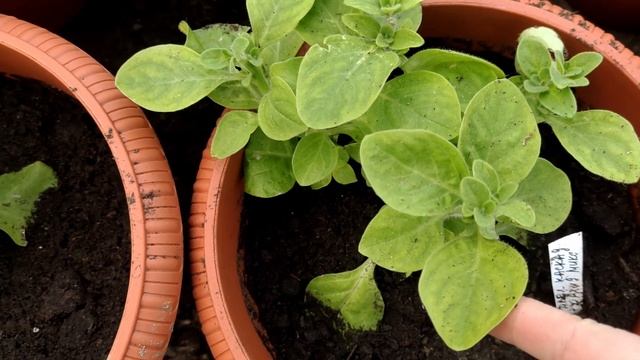 Перевалка петунийКак помочь хвойным весной смотреть онлайн