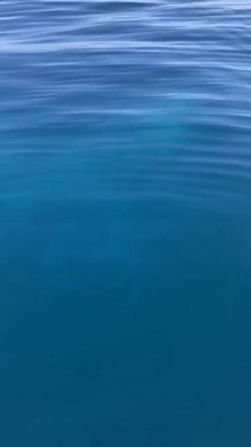 📍A emoção do encontro com uma baleia Jubarte🐳 em Ilhabela смотреть онлайн