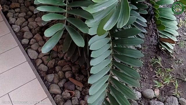 Zamia Furfuracea L.F. ex Aiton | Ornamental Plants | 🇵🇦 Panama | смотреть онлайн