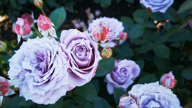 Роза Новалис