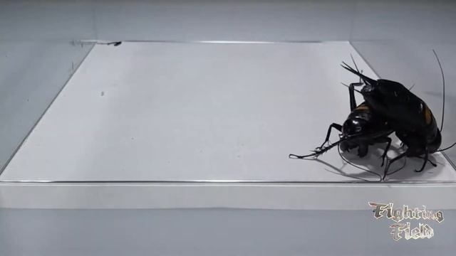 Insect Cricket Amazing Combat | K DUTER смотреть онлайн