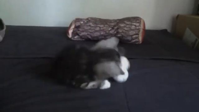 Playsoft смотреть онлайн