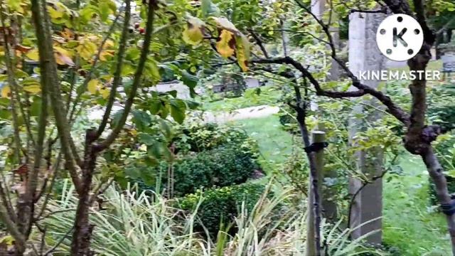 First day in Lincoln, Uk🇬🇧. Park view for getting knowledge related to tree, plants. смотреть онлайн