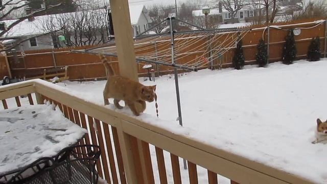 cat snow closed window.MOV смотреть онлайн