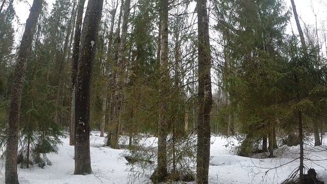 Сбор чаги. Заработок в деревне. смотреть онлайн