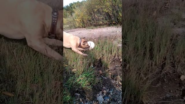 Стаффорд по имени Цезарь играет с мячом смотреть онлайн