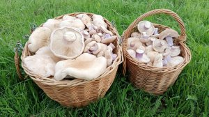 ДОБРЫЙ УРОЖАЙ! По грибы 2 апреля 2025 года.