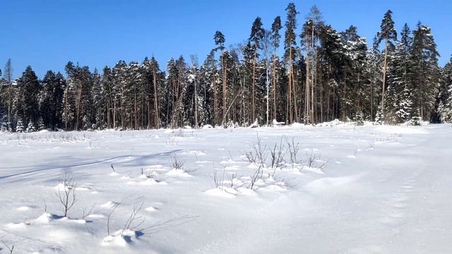 Лыжная прогулка солнечным зимним утром смотреть онлайн