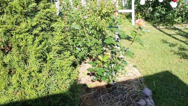 Утренний обзор роз в саду.Герцогиня Фредерика, Чарльз Дарвин, Крокус Роуз, Транквилити, Анни Дюперей смотреть онлайн