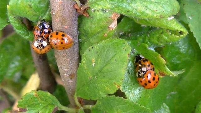 Jeu multijoueurs de coccinellidae смотреть онлайн