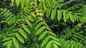 Как вырастить орех маньчжурский у себя на участке?