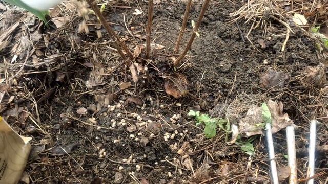 Подкормки хвойного сада и гортензий. Опрыскивание роз перед заморозками (баковая смесь) смотреть онлайн