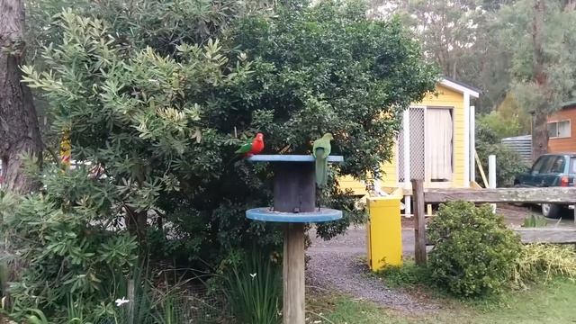 Australian King Parrot - королевские попугаи в Австралии смотреть онлайн