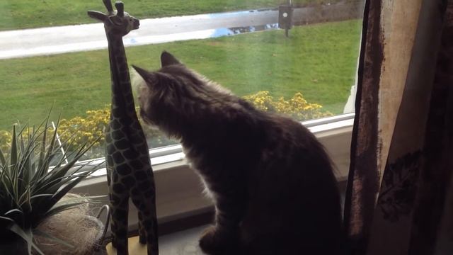 Neko watching outside the window :D смотреть онлайн