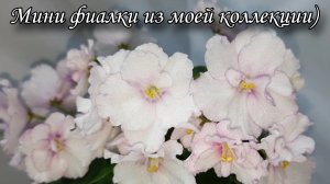 Цветущие мини фиалки из моей коллекции)