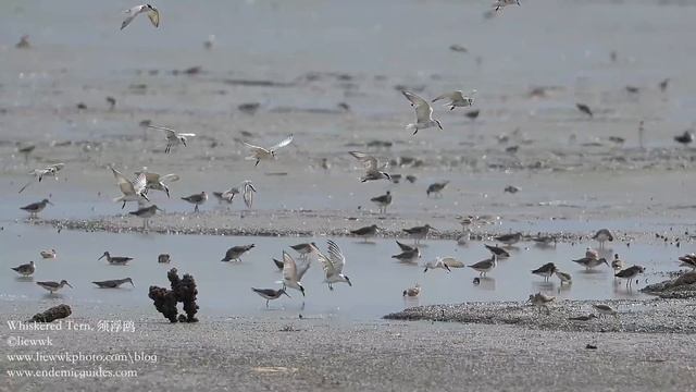 Group of tern feeding slow motion .. shooting @4k 60p but process it ~120p. ... Whiskered Tern, 须浮 смотреть онлайн