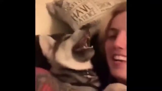 Perro Grita Como Loli 100% Ilegalisimo Baja El Sonido Si Estas En Publico