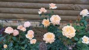 Рассказываем сразу о трёх сортах роз: Линда Белингем, Карл Нильсен и Кураж