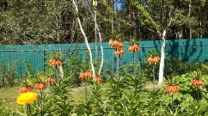 Тюльпаны любимые и новые. Спасаю растения от заморозков