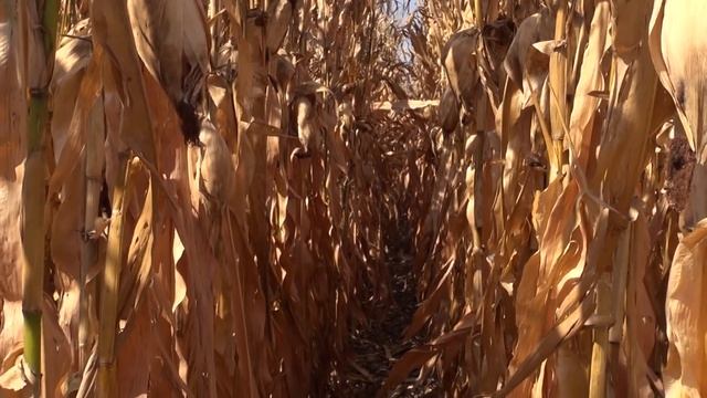 Precios de compra de maíz en Guanajuato смотреть онлайн