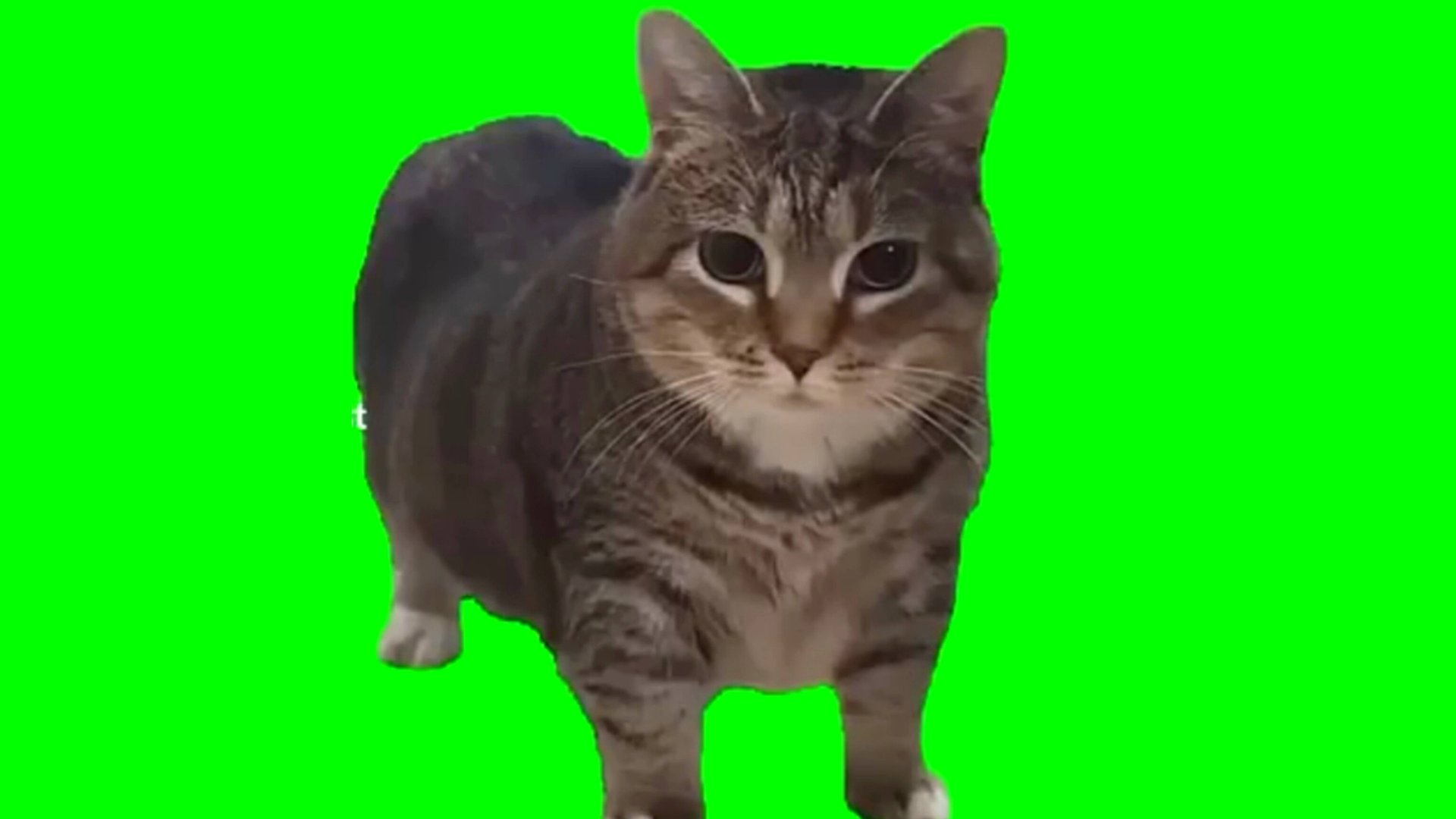 Spinning Cat - Веселая мелодия / реальных инструментах