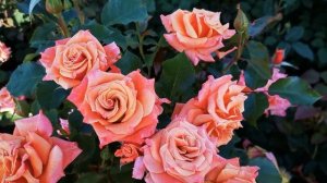 Роза Энн Хендерсен.