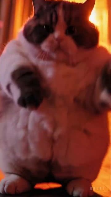 Whisker Wiggle Party! смотреть онлайн