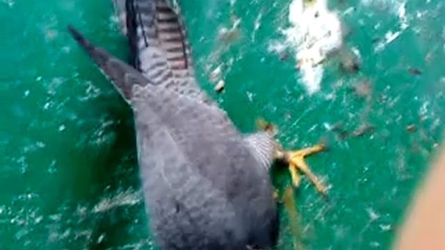 tubbs imprint peregrine 13th april смотреть онлайн