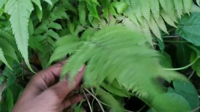 भूत- प्रेत भगाने वाला जड़ी बस 1 मिनट में भूत छोड़कर भाग जाएगा,इसे सूंघा दो // смотреть онлайн