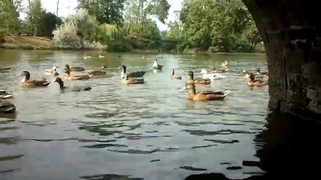 Утки играют в водное поло смотреть онлайн