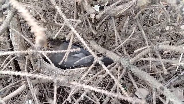 она снова села. очень хорошо! смотреть онлайн