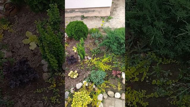 Цветник при входе на дачный участок смотреть онлайн