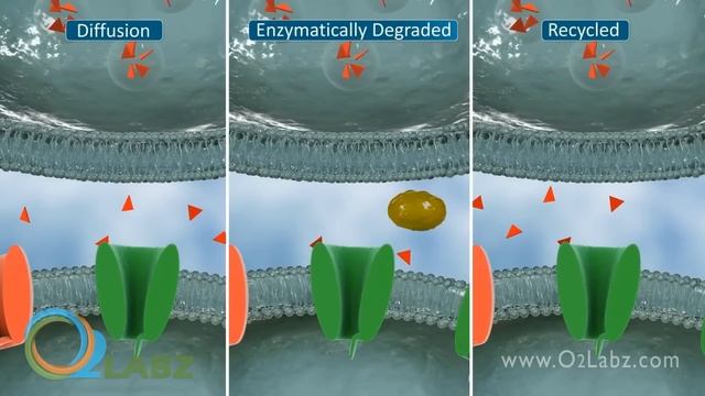 Nerve Synapse Animation смотреть онлайн