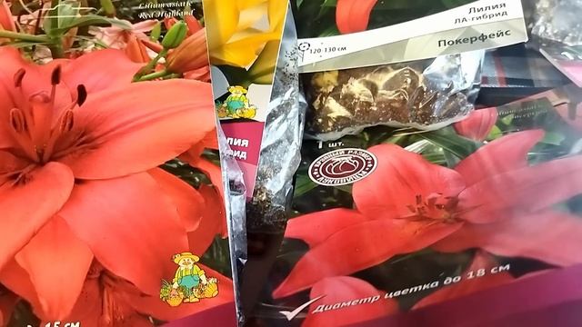 Прекрасные лилии, обалденный пион на весну 2023Что я с ними сделала❄️ смотреть онлайн