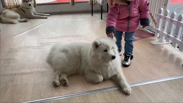 Ева и Мама в гостях у хаски смотреть онлайн