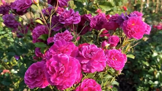 Прекрасные розы и лилии. Обзор сада в начале августа смотреть онлайн