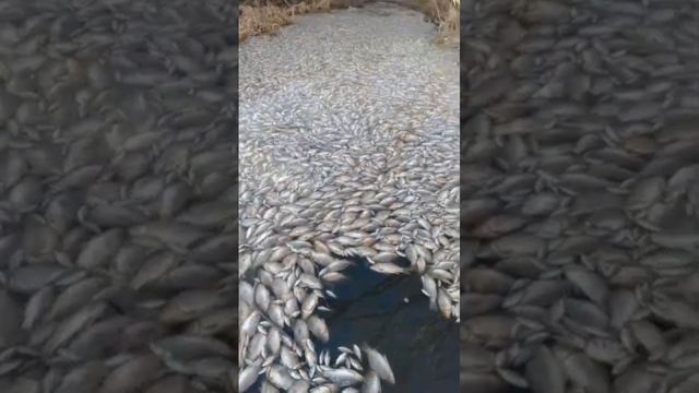 Чамзинский район РМ, Тепловский пруд. смотреть онлайн