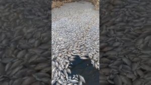 Чамзинский район РМ, Тепловский пруд.