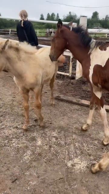Жеребятки 😊 #жеребенок #horse #ферма #лошади #shorts смотреть онлайн