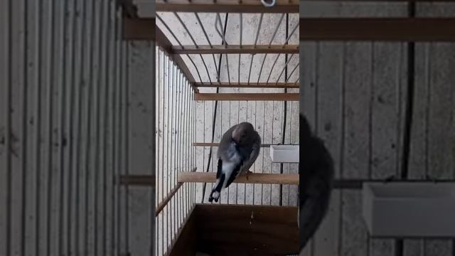 Седоголовый щегол. смотреть онлайн