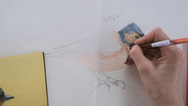 Sketching a Chaffinch смотреть онлайн